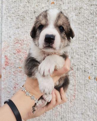 Cucciola meticcia ?