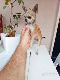 Cucciola di chihuahua mini toy