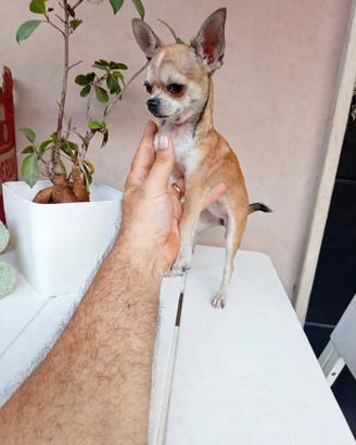 Cucciola di chihuahua mini toy