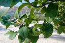 pianta-di-limone-lunario-4-stagioni-