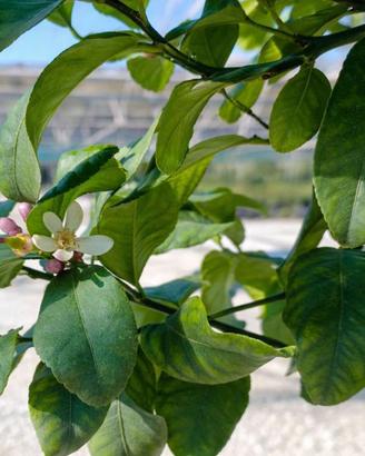 Pianta di Limone Lunario "4 Stagioni"