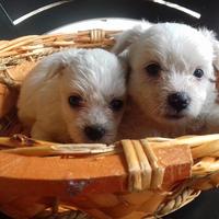 Maltese Toy cuccioli