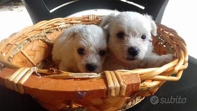 Maltese Toy cuccioli