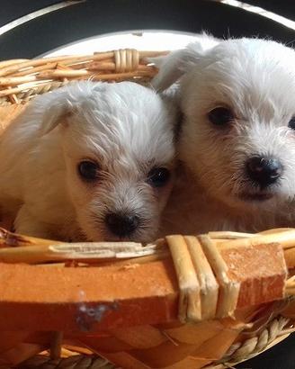 Maltese Toy cuccioli