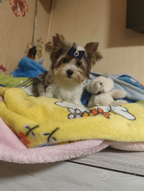 Yorkshire terrier Biewer