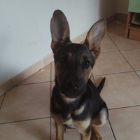 Cucciola Pastore tedesco