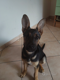 Cucciola Pastore tedesco
