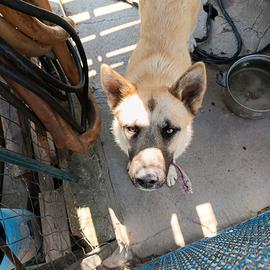 Cagnolina Tory