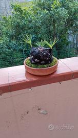 composizione di pini nati nella pigna 