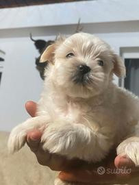 Bishon maltese