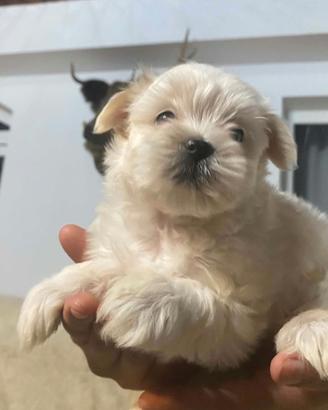 Bishon maltese