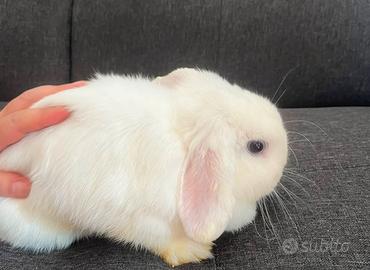 Coniglio Mini Lop