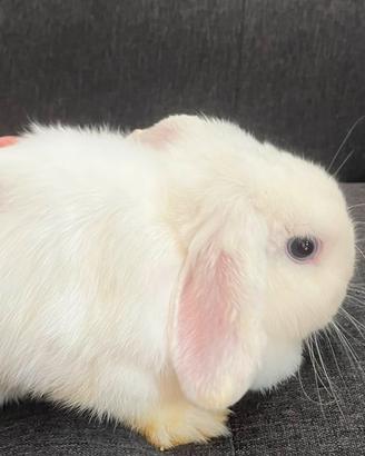 Coniglio Mini Lop