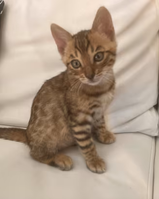 Gatto bengala cuccioli