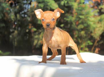 Cuccioli Pinscher