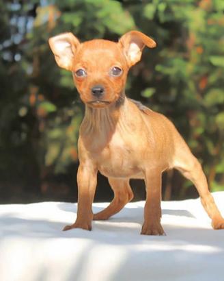 Cuccioli Pinscher