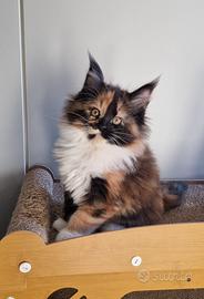 Cucciola tortie di maine coon