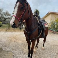 Cavalla