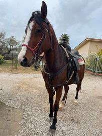 Cavalla