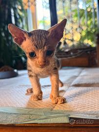 Gatto Sfinge adozione