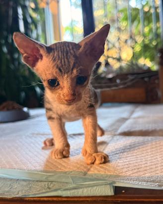 Gatto Sfinge adozione