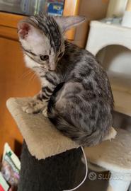 I piccoli leopardi di casa