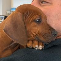 Cuccioli di razza Rhodesian Ridgeback