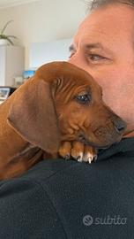 Cuccioli di razza Rhodesian Ridgeback