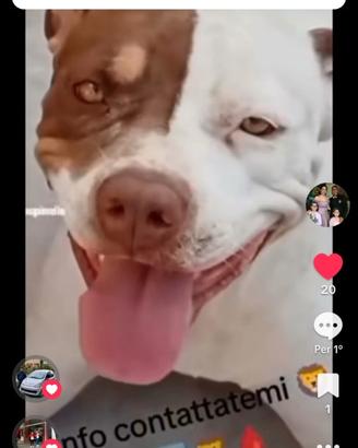 American Staffordshire terrier