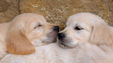 Golden retriever cuccioli