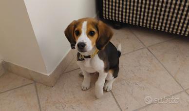 Beagle maschio