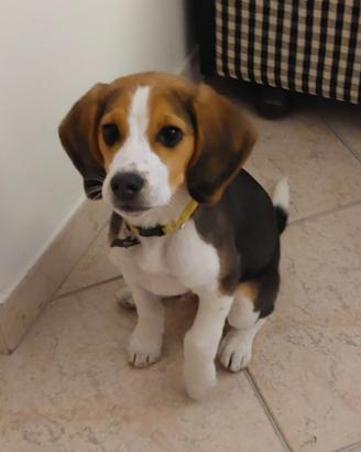 Beagle maschio