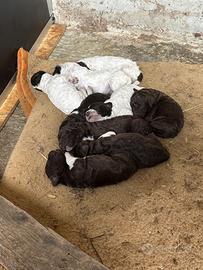 Lagotto romagnolo