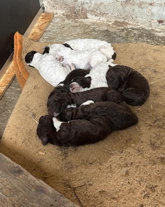 Lagotto romagnolo