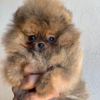 Pomerania mini mini