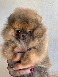 Pomerania mini mini