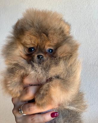 Pomerania mini mini