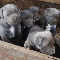 Cuccioli di cane corso