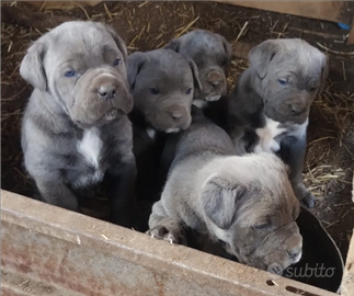 Cuccioli di cane corso