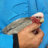 Cacatua Roseicapilla Baby 2023