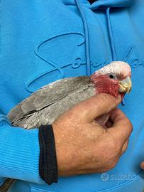 Cacatua Roseicapilla Baby 2023