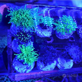 Coralli LPS Euphillie