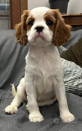 Cavalier King Charles Spaniel Blenheim disponibile
