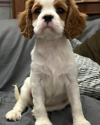 Cavalier King Charles Spaniel Blenheim disponibile