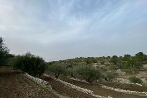 10 tumuli - Frigintini