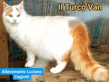 Gattini di Turco Van Disponibili