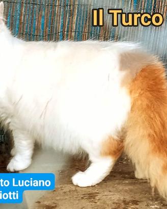 Gattini di Turco Van Disponibili