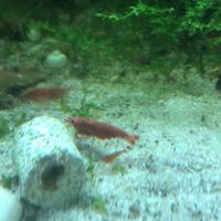 Red cherry