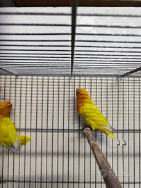 Inseparabili Fischer