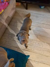 Shar Pei 14 Mesi